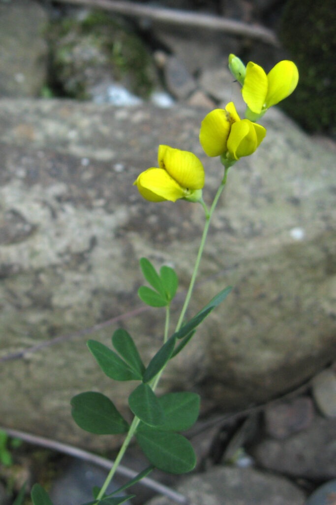 wild indigo