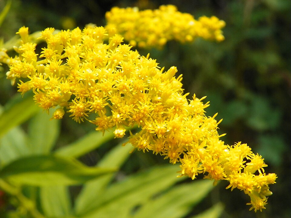 Canadian goldenrod in bloom