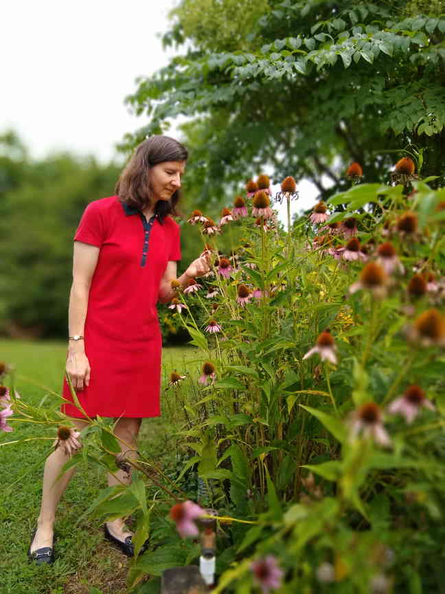 Clinical herbalist Donna Koczaja admiring echinacea flowers