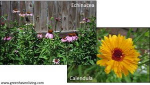 Echinacea and Calendula