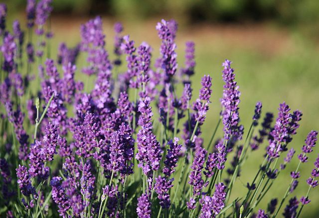 Lavender
