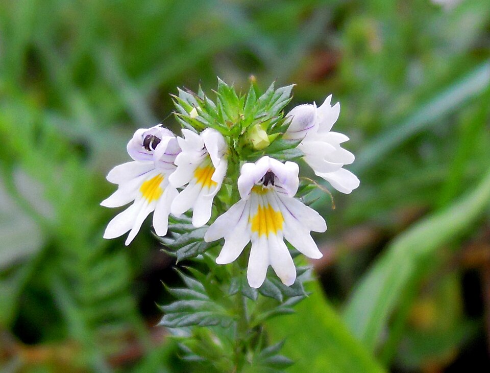 eyebright flower