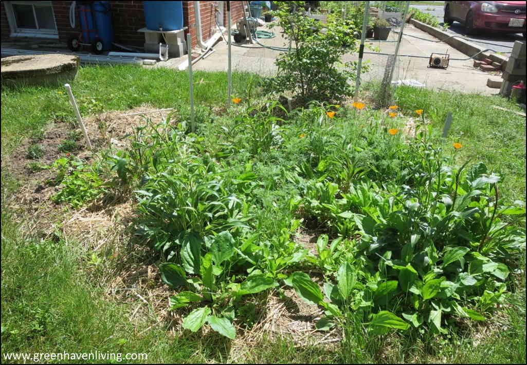Freeform herb garden