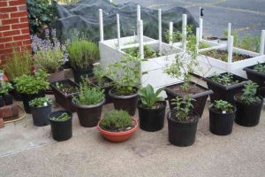 Green Haven Herbs in pots