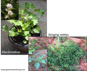 Marshmallow and Nettles