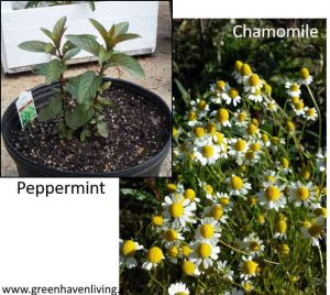 Peppermint and Chamomile
