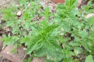 peppermint