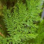 Shatavari - female reproductive tonic