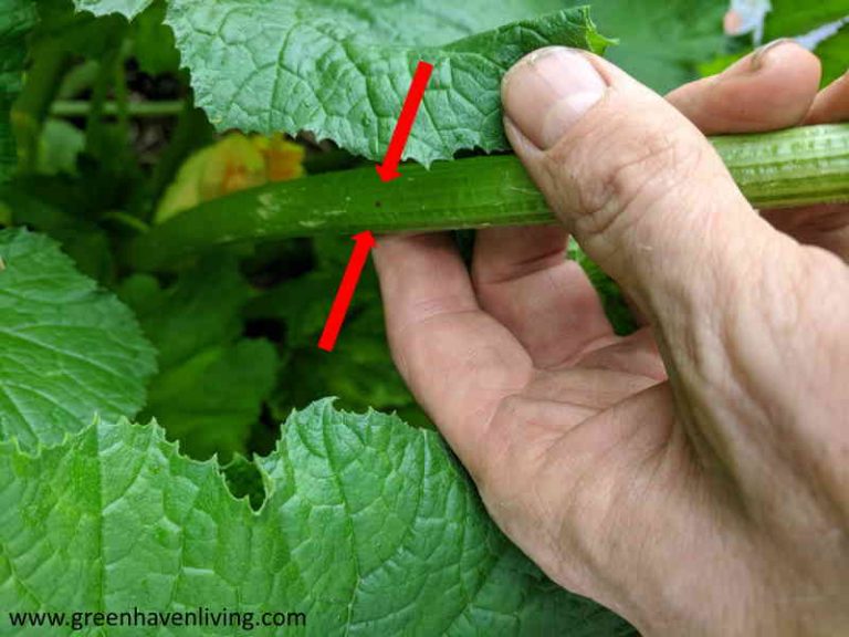 Defeating the Squash Vine Borer Green Haven Herbalist