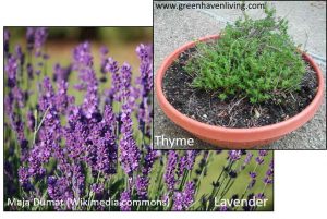 Thyme and Lavender