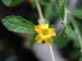 Damiana - herbal aphrodisiacs