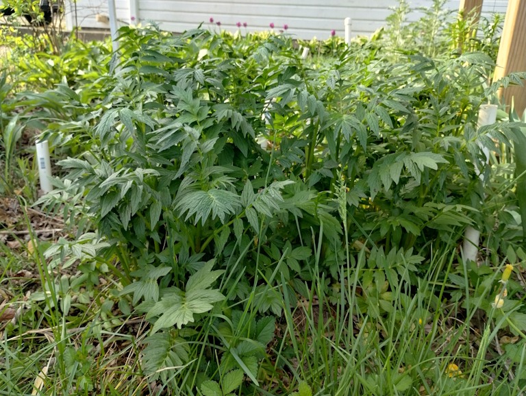 Valerian in my garden