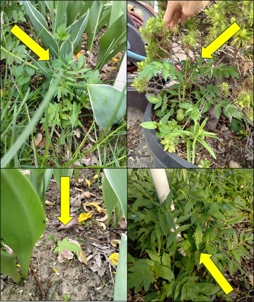 Volunteer valerian sprouts around my garden