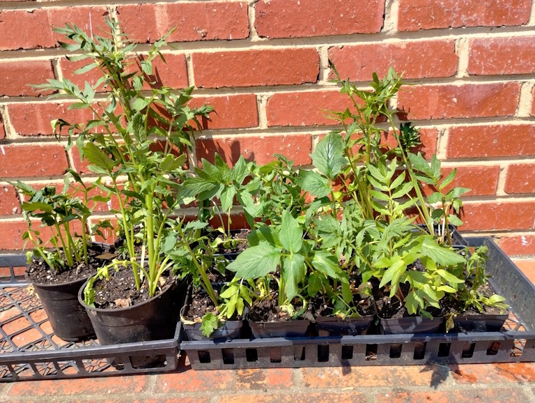 Valerian sprouts