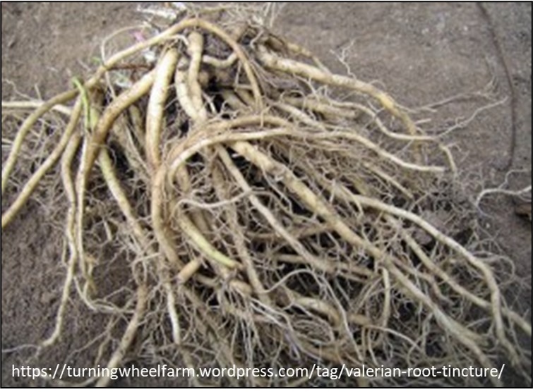 Valerian root