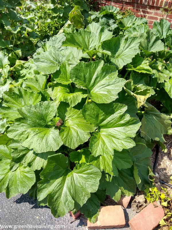 Zucchini plants