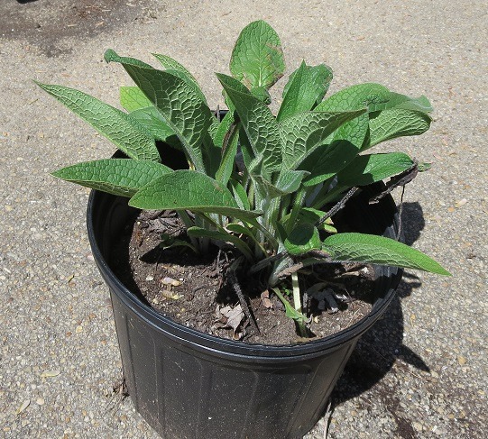 comfrey