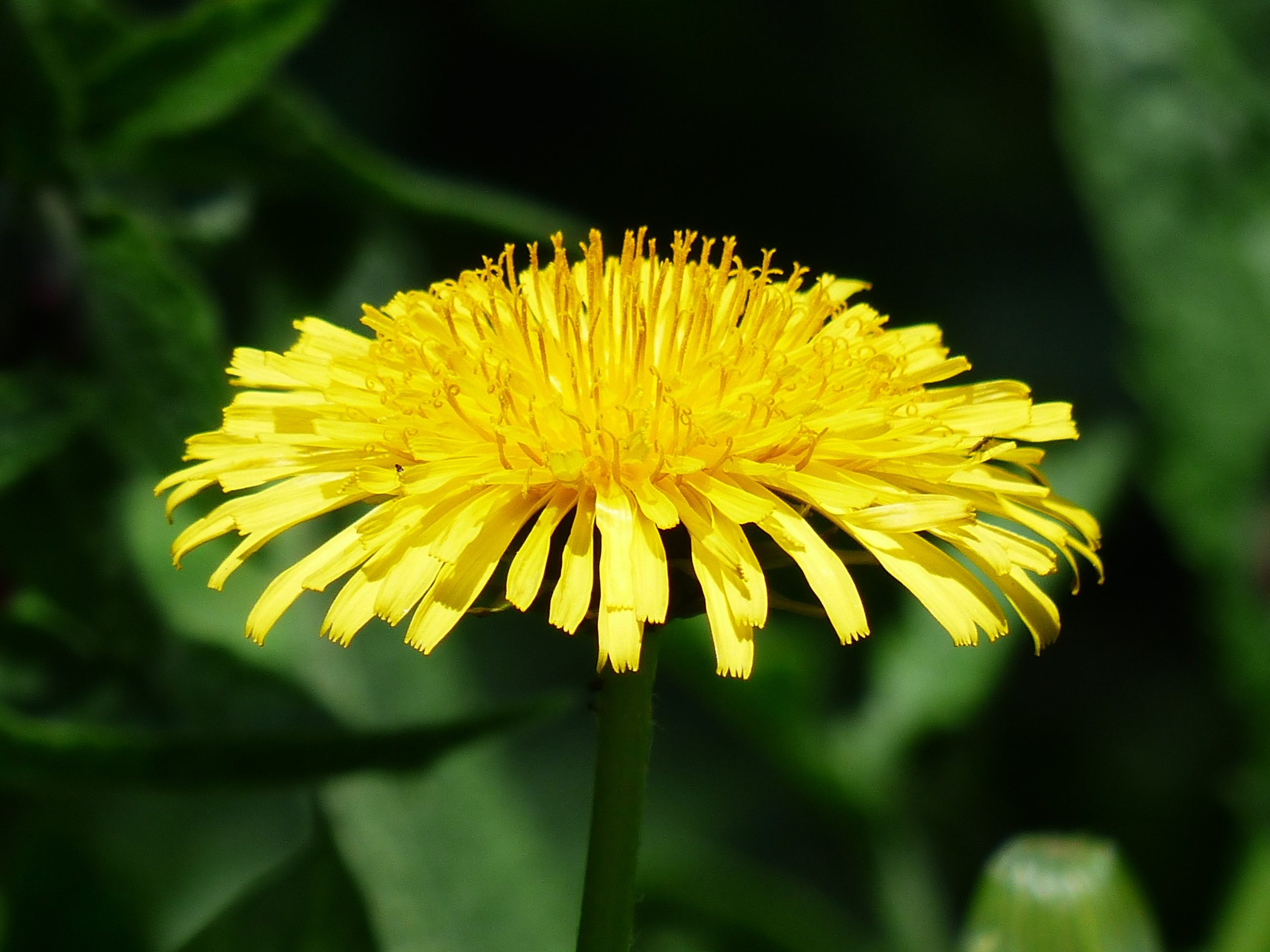 dandelion flower