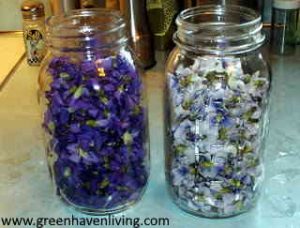 violets in jar